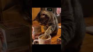 Download Lagu kucing lagi ngopi MP3