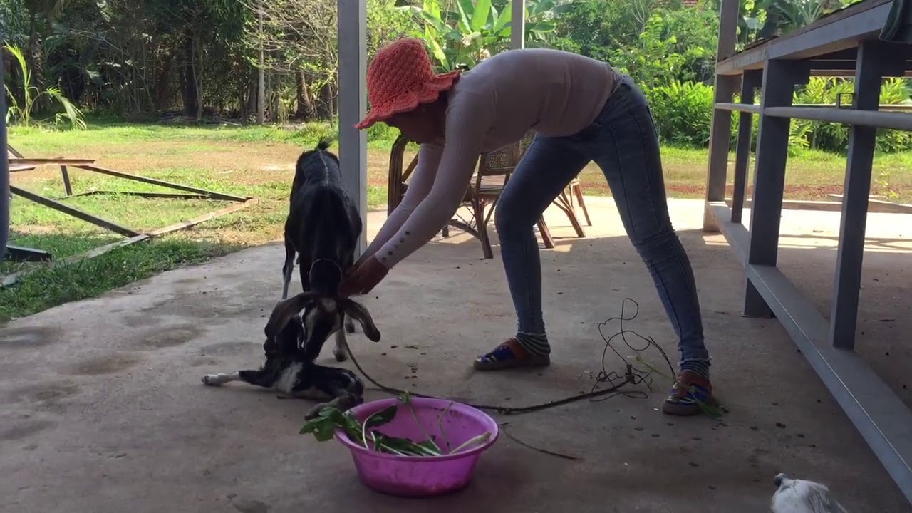 baby goats gif Baby goat walks one hour after birth! Mother Nature Amazing Videos