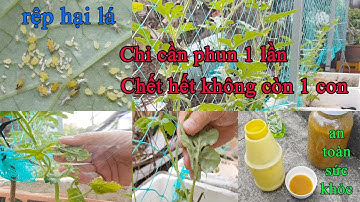 Cách diệt rầy rệp đơn giản nhất bằng thuốc trừ sâu sinh học và nước rửa chén||Rau Sạch Nhà Trồng