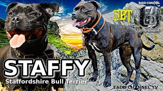 El MAS PEQUEÑO pero muy poderoso terrier de tipo toro. ► Staffy (Staffrodshire Bull Terrier)✔