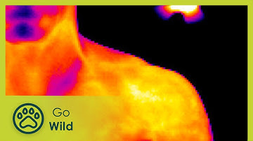 Limits of Light - Go Wild