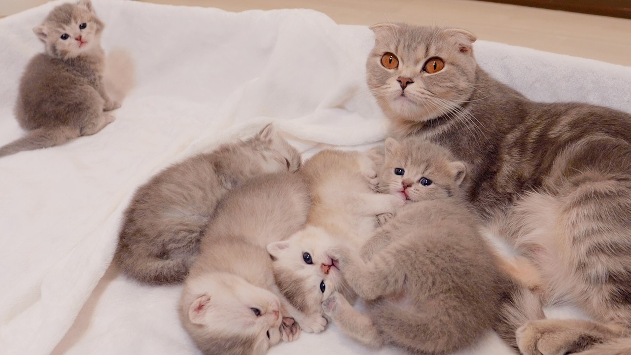 Этот котенок был таким милым, он изо всех сил выражал свою радость, когда пришла его мама!