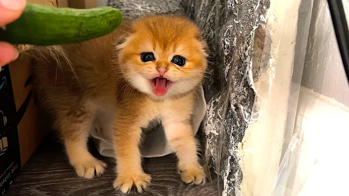 Video 10464661: scottish fold chinchilla, golden scottish fold, cat newborn kittens, cat reaction kittens, cat kitten adoption, kitten cat first, cucumbers reaction