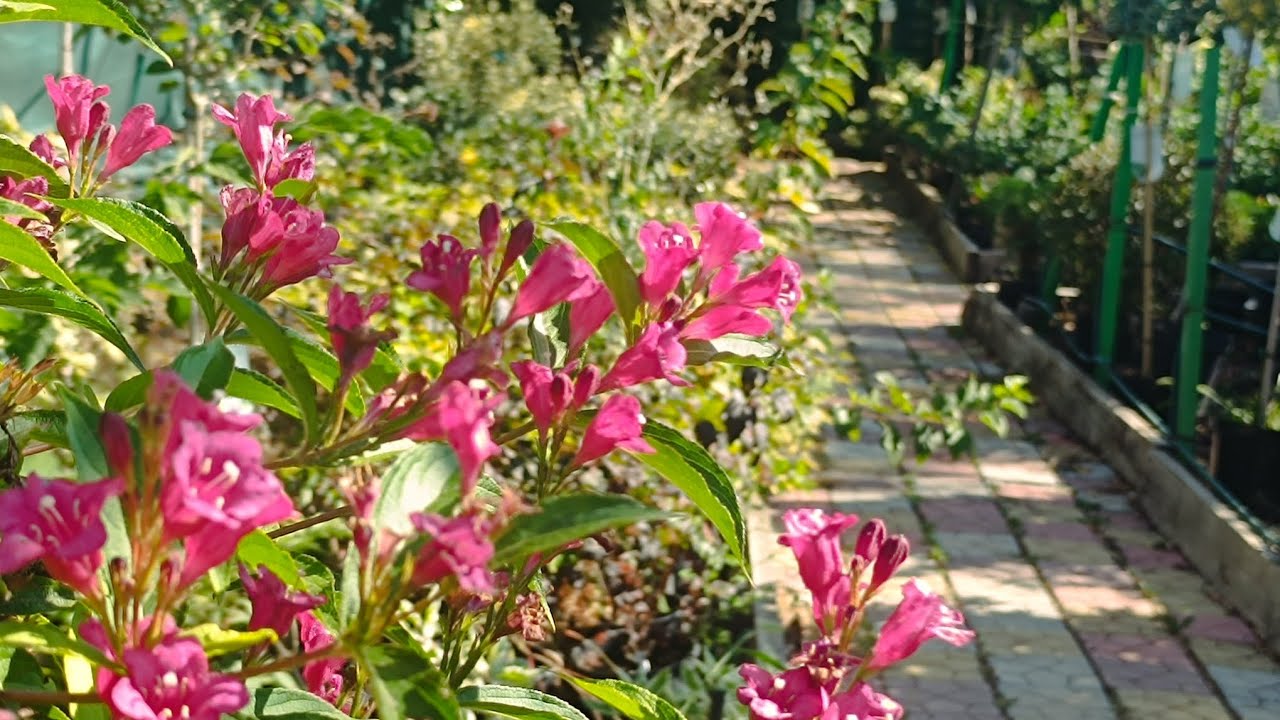 Огляд нового завозу штамбових рослин. Творчій процес на ділянці в вихідний.