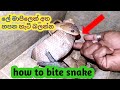 How to bite snake / සර්පයෙක් දෂ්ඨ කරන හැටි #wildmachan #snakebite #srilanka #snake #wildlife