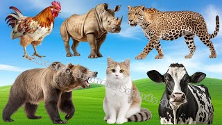 Cute Little Farm Animal Sounds: Leopard, Bear, Camel, Rabbit, Pig & Hyena | Animal Moments