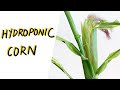 Hydroponic Corn - Growing Corn from Seed to Harvest with the Kratky Method