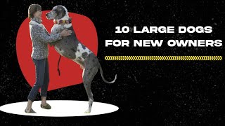 Large Dog Breeds For First-Time Owners - 10 Great Choice by Welfare Of Dogs 105 views 6 months ago 11 minutes, 15 seconds