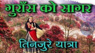 गुराँसको साम्राज्य तिनजुरे | नयाँ बर्ष २०८१ | Rododendron in Tinjure Terhathum #parikrama