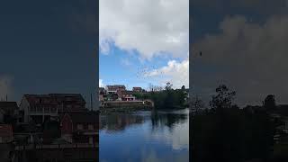 Bandada de palomas en vuelo en Pontevedra (Galicia, España) #shorts #birdwatching #aves #birds