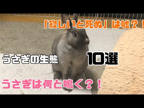 意外と知らない うさぎの生態10選 Youtube 意外と知らない うさぎの生態10選 Youtube