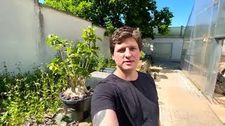 : Ficus palmeri 17   Ficus pitiolaris -    .   