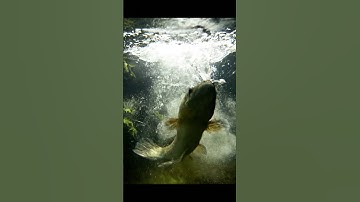 🤯 Giant Fish in Amazon?! You Won