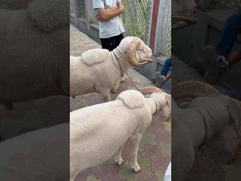 Beautiful Sheeps Eidgah Srinagar Qurbani2025 Qurbanisheep Eiduladha2025