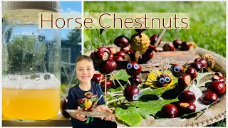 We are collecting HORSE CHESTNUTS (not edible) and make laundry detergent and figurines out of it.