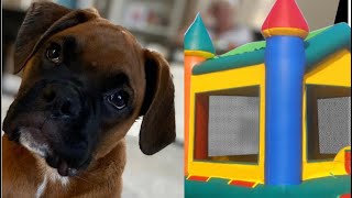 Boxer Puppy JUMPING in Bounce House with Kids- CRAZY! by Brock the Boxer TV 845 views 1 year ago 1 minute, 47 seconds