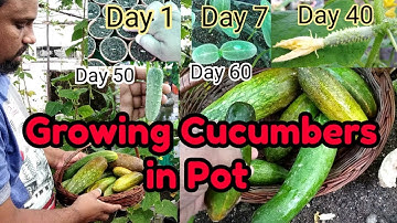 How To Grow Cucumbers In Container. Step By Step Guide, With 60 Days Updates.
