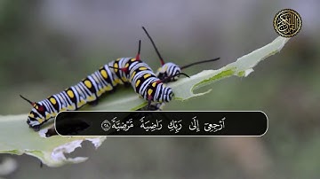 سورة الفجر كاملة | تلاوة خاشعة مؤثرة من الشيخ  ماهر المعيقلي