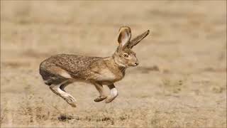 Yaban Tavşanı sesi