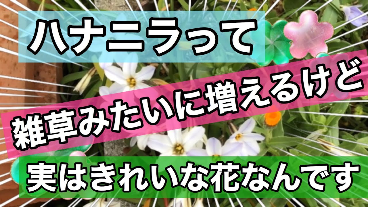 Moniの趣味チャンネル ハナニラってこんな花なんです 花 ガーデニング 庭の花 ハナニラ 雑草 Youtube