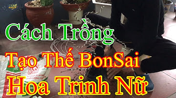 Hướng Dẫn Tạo Thế Và Trồng Cây. Hoa Trinh Nữ - Xấu Hổ - Mắc Cỡ - Bon Sai - Đào Vượng HV
