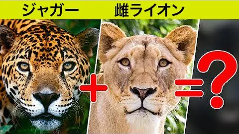 動物ライオンの特徴