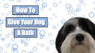How To Give Your Dog A Bath