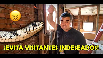 ¿Dónde les gusta esconderse a las serpientes en una casa?