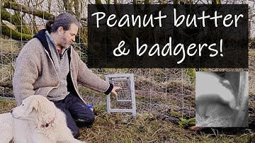 How to train a badger with peanut butter!