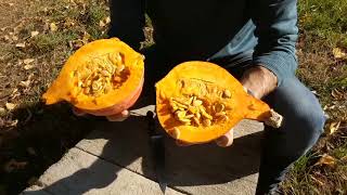 How are pumpkin seeds stored? - YouTube