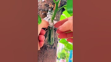 "Amazing Gardening Hack - How to Graft a New Plant onto an Old Tree!"