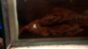 Juvenile Mangrove Monitor Taming enclosure part 5