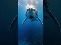 A Blue Whale Releases a Fecal Plume  And the Entire Ocean RespondsHashtags: #bluewhale #searched.