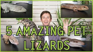 Five of the Best Pet Lizards You Could Possibly Get!