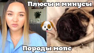 Все о мопсах/ Плюсы и минусы породы/ Мифы 🐶