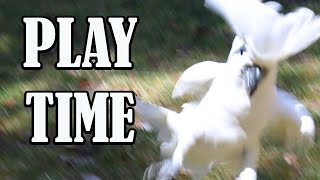 Atoo Mongas First Time Outside Wholesome