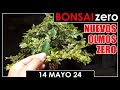 Bonsai zero 14 de mayo 2024