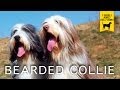 BEARDED COLLIE trailer documentario (razza canina) の動画、YouTube動画。