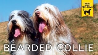 BEARDED COLLIE trailer documentario (razza canina)