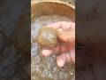 Washing Im Meyer lemon #shorts
