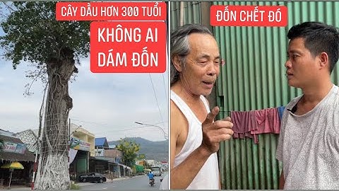 Rợn người chuyện lãnh hậu quả khi “đụng” vào cây Dầu hơn 300 tuổi “đứng” giữa đường tại An Giang