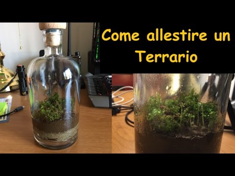 How To Make A Small Terrarium Youtube