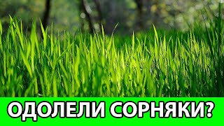 КАК ПОБЕДИТЬ 5 САМЫХ ЖИВУЧИХ СОРНЯКОВ