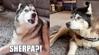 Husky’s Old Best Friend Woke Up Confused in Our House!