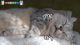 でぶ猫 Youtube