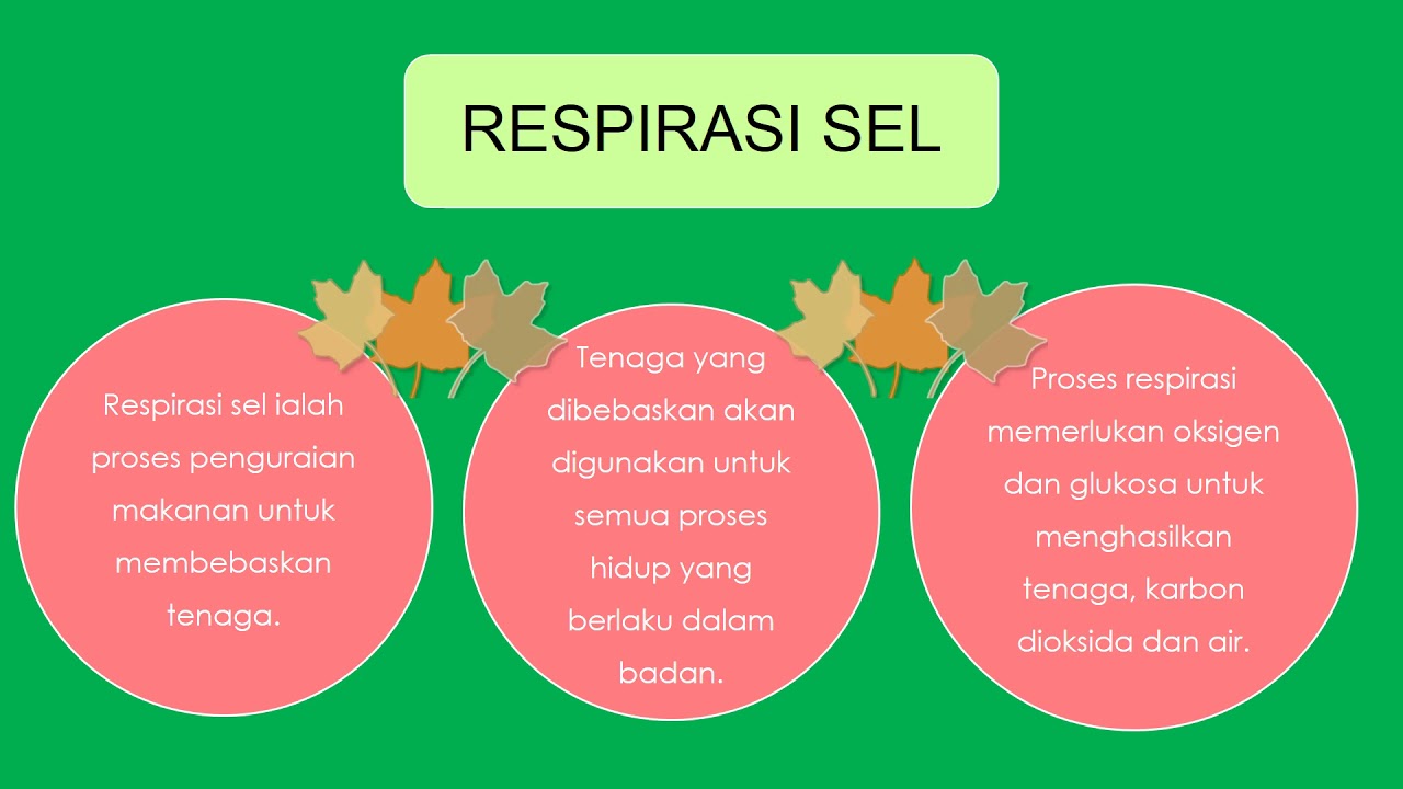 Nota Biologi Tingkatan 4 Bab 6 Education biology t