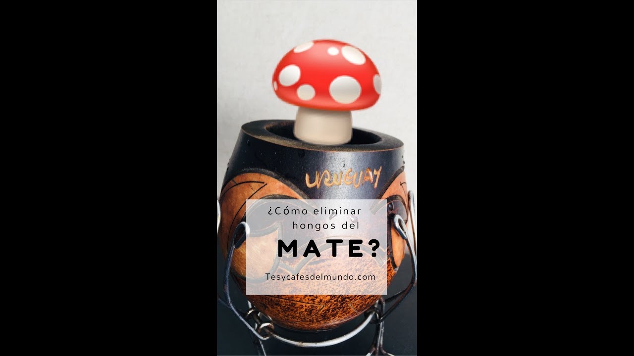 como saber si el mate tiene hongos