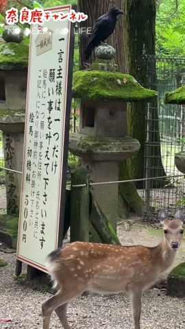 一言主大神様にお願いする間、決して邪魔しない神鹿さま ✨🦌⛩️ #naradeer #春日大社 #一言主神社 #奈良