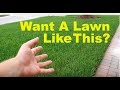 How to fix an ugly lawn  lawn care tips for beginners