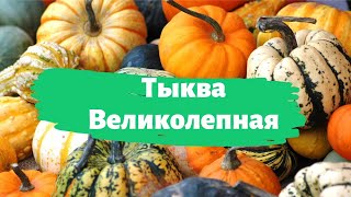 Тыква Великолепная - Wonder7Tours